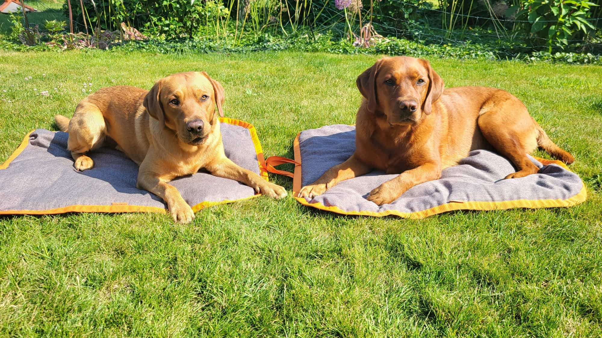 Hundedecke fertige Farbkombinationen